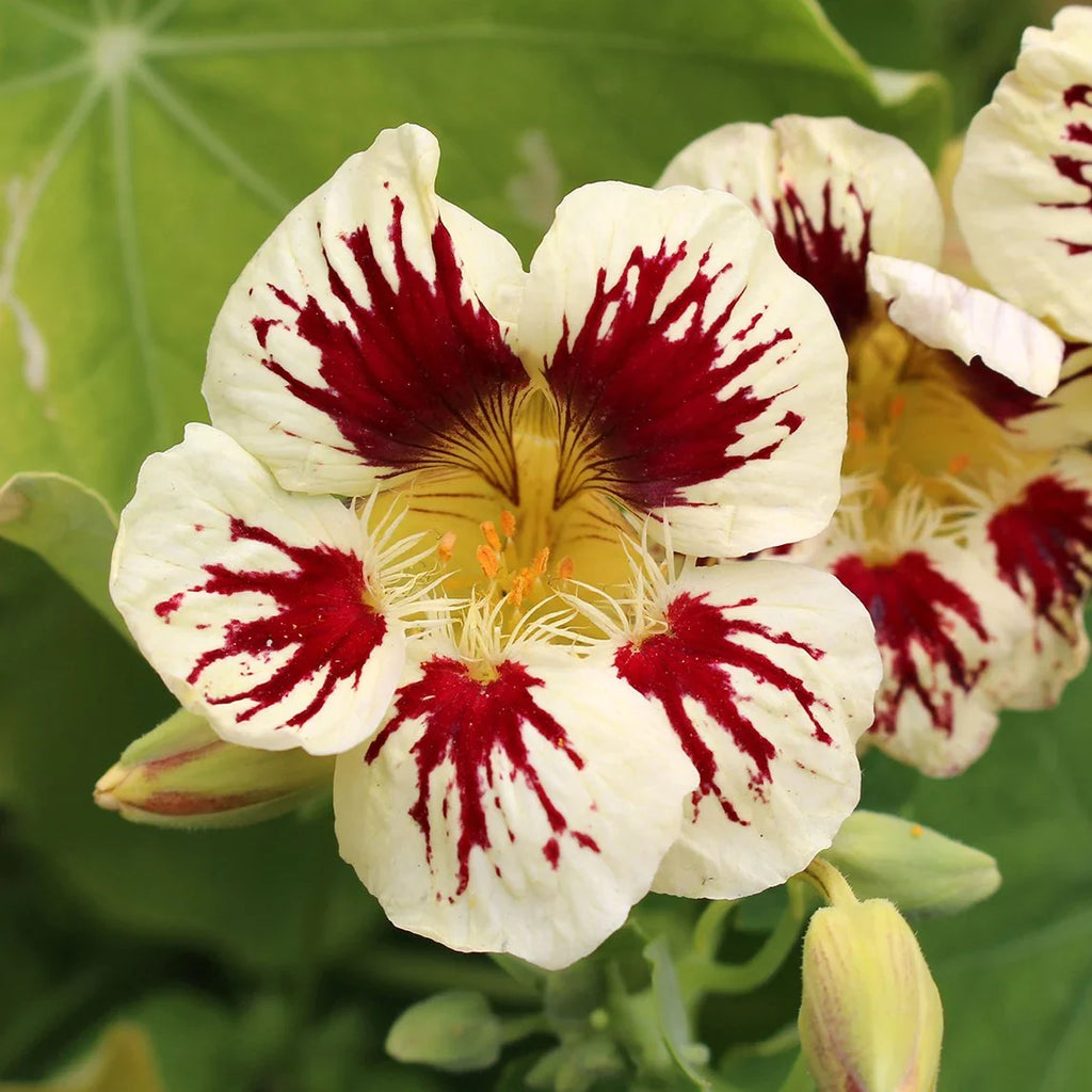 Cream Pink Nasturtium Flower seeds for Planting Vibrant Colors, Heirloom & GMO Free Seeds for Home Garden seeds for planting