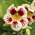 Cream Pink Nasturtium Flower seeds for Planting Vibrant Colors, Heirloom & GMO Free Seeds for Home Garden seeds for planting