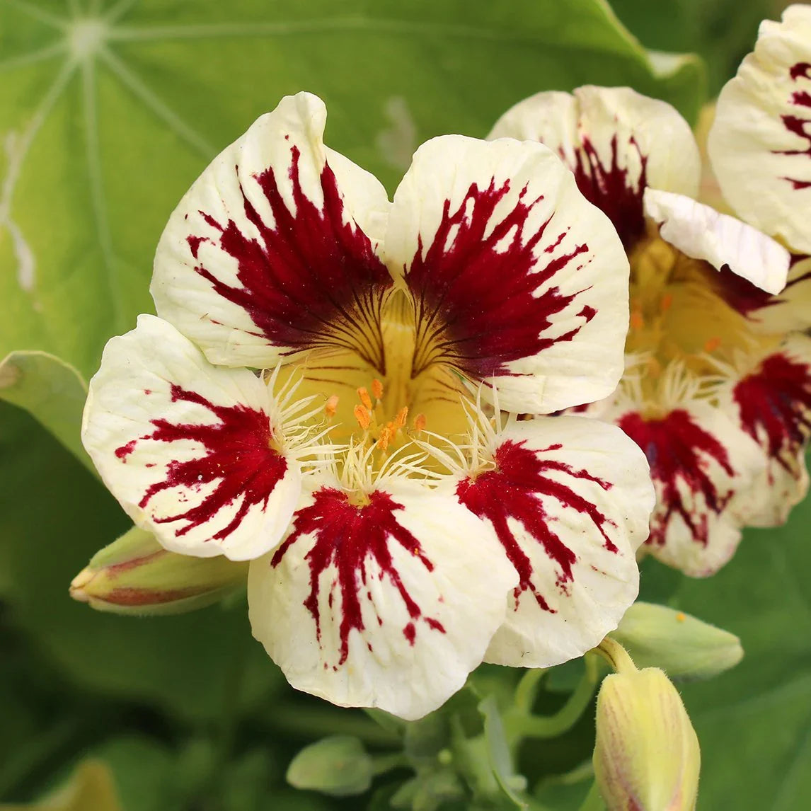 Cream Pink Nasturtium Flower seeds for Planting Vibrant Colors, Heirloom & GMO Free Seeds for Home Garden seeds for planting