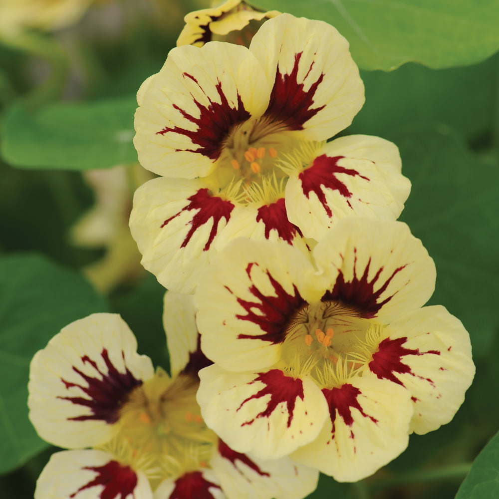 Premium Cream Pink Nasturtium Flower seeds for Planting Vibrant Colors, Heirloom & GMO Free Seeds for Home Garden seeds
