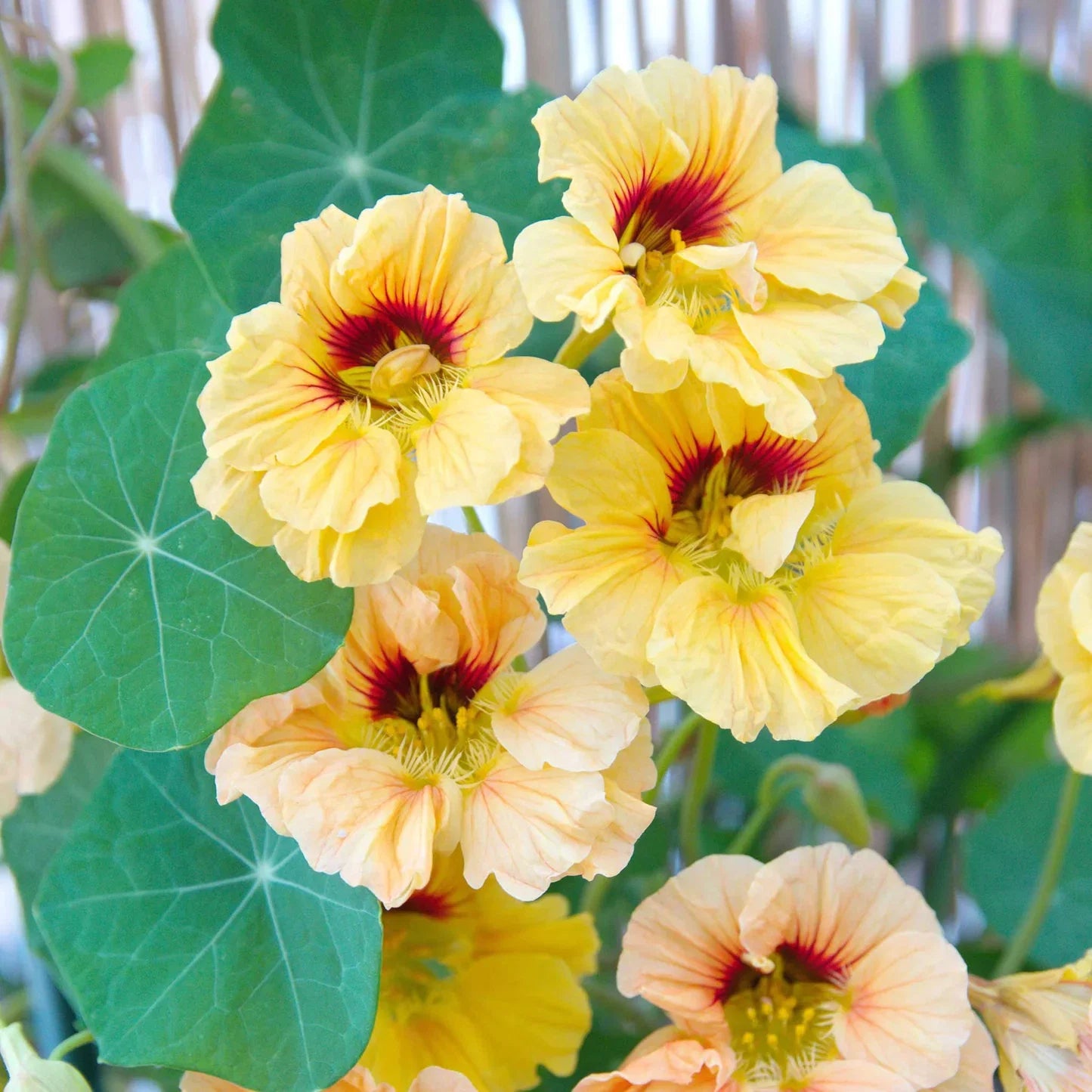 Yellow Peach Nasturtium Flower seeds for Planting Long Bloom Season Heirloom & GMO Free Seeds for Home Garden