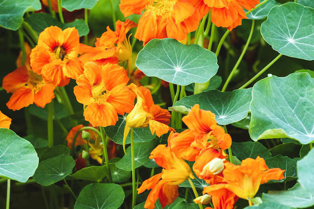 Tropaeolum Majus Nasturtium Flower seeds for Planting Bright Blooms Heirloom & GMO Free Seeds for Home Garden