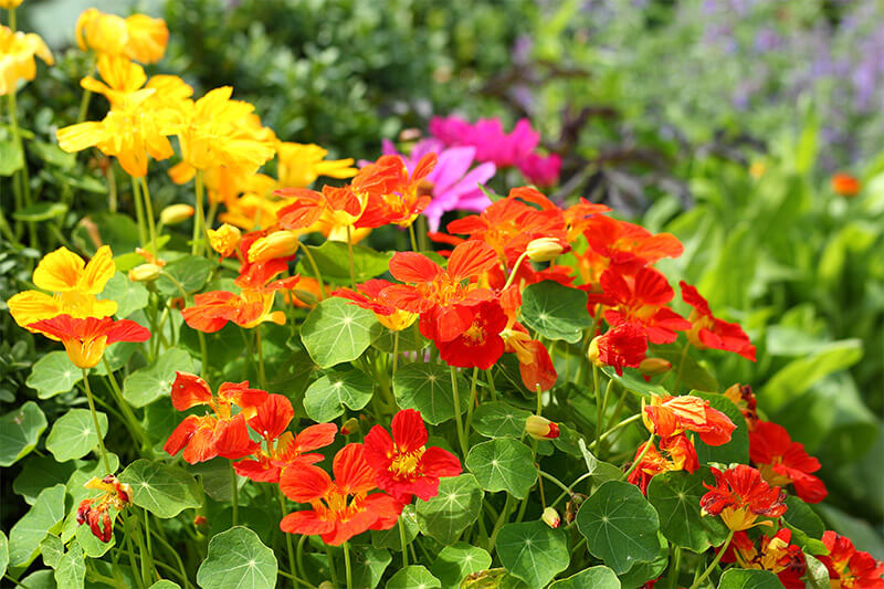 Mixed Ornamental Flower seeds for Planting Premium Quality, Heirloom & GMO Free Seeds for Home Garden seeds for planting