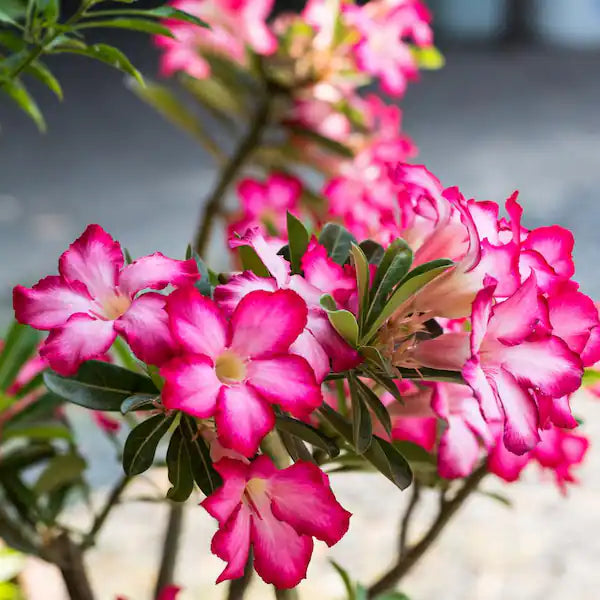 High quality Adenium Desert Flower seeds for Planting Easy to Grow, Heirloom & GMO Free Seeds for Home Garden seeds pack