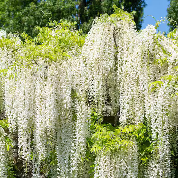 Pagoda Flower seeds for Planting Cottage Garden Essential, Heirloom & GMO Free Seeds for Home Garden vegetable and garden seeds
