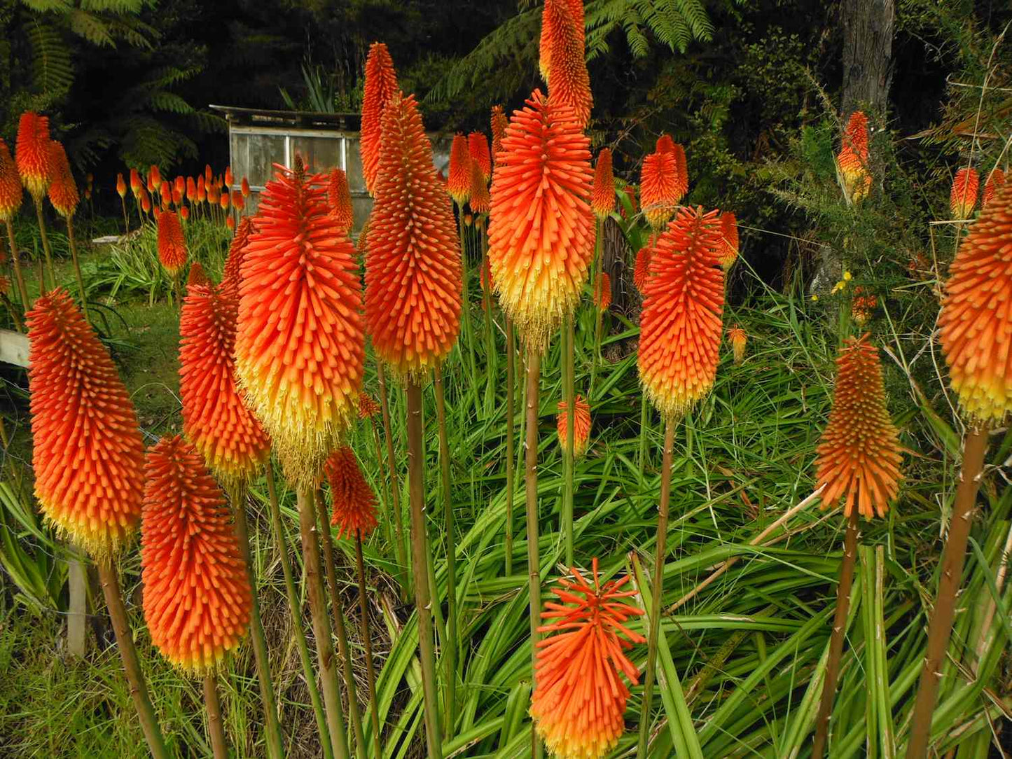 Heirloom Kniphofia Flower seeds for Planting Pollinator Friendly Heirloom & GMO Free Seeds for Home Garden