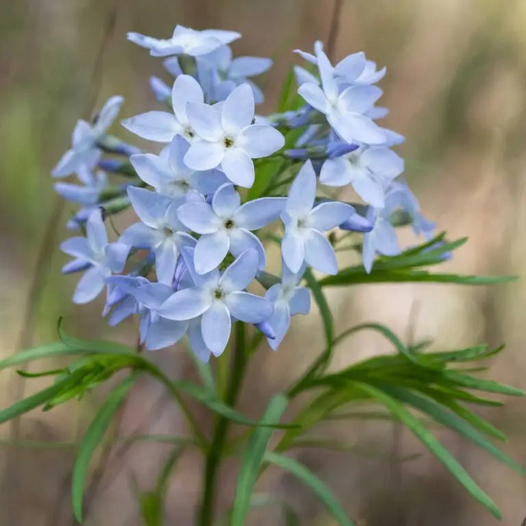Amsonia Hubrichtii Flower seeds for Planting Long Bloom Season Heirloom & GMO Free Seeds for Home Garden