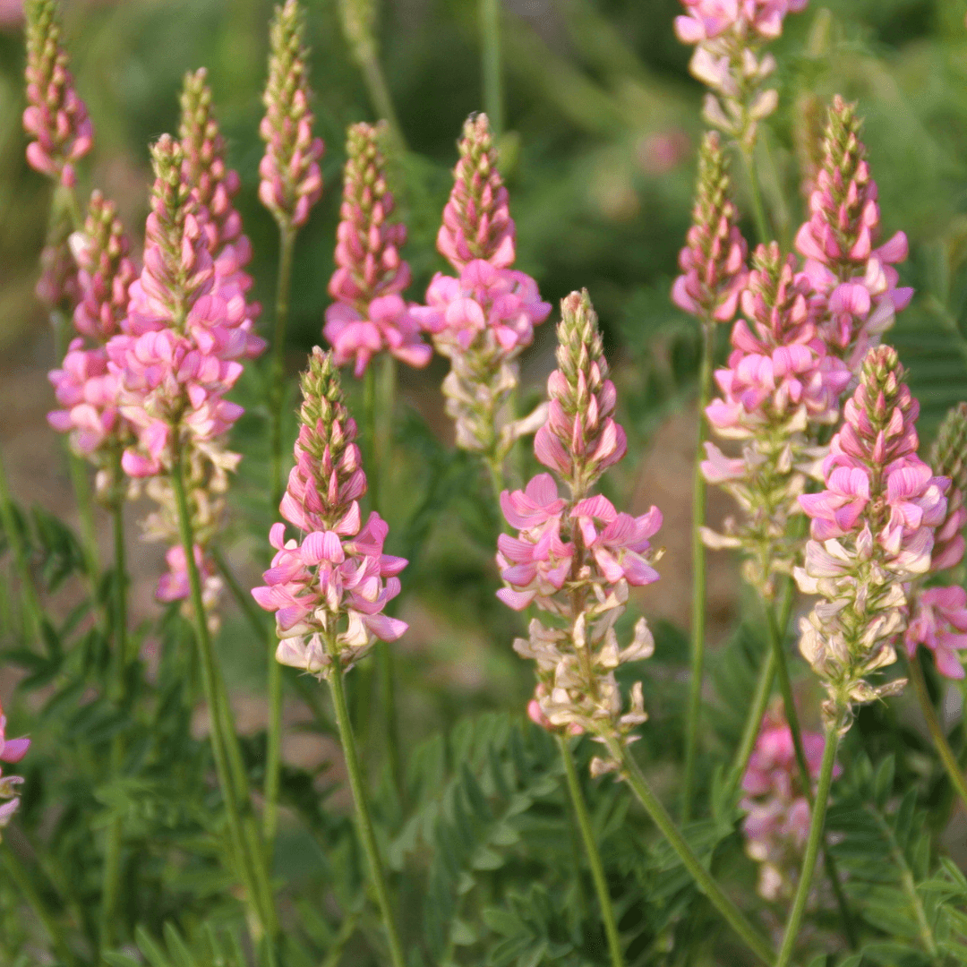 High quality Heirloom Sainfoin Flower seeds for Planting Pollinator Friendly, Heirloom & GMO Free Seeds for Home Garden seeds pack