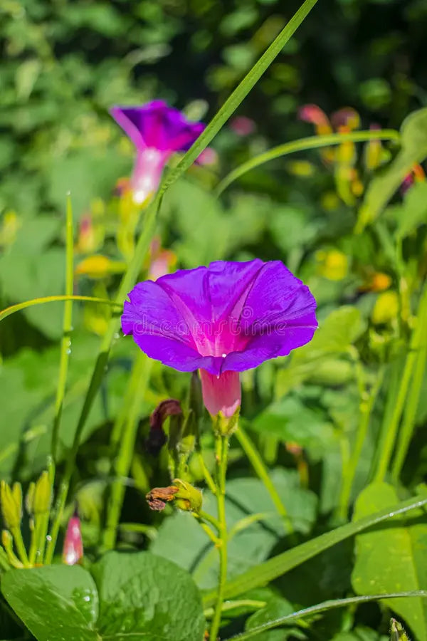 Premium Mixed Liana Flower seeds for Planting Colorful Display, Heirloom & GMO Free Seeds for Home Garden seeds
