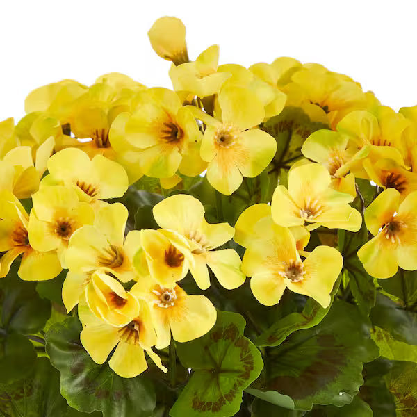 Premium Geranium Yellow Flower seeds for Planting Colorful Display, Heirloom & GMO Free Seeds for Home Garden seeds