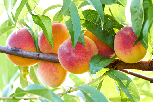 Nemaguard Peach Tree Seeds Prunus persica pink flower fruit variety