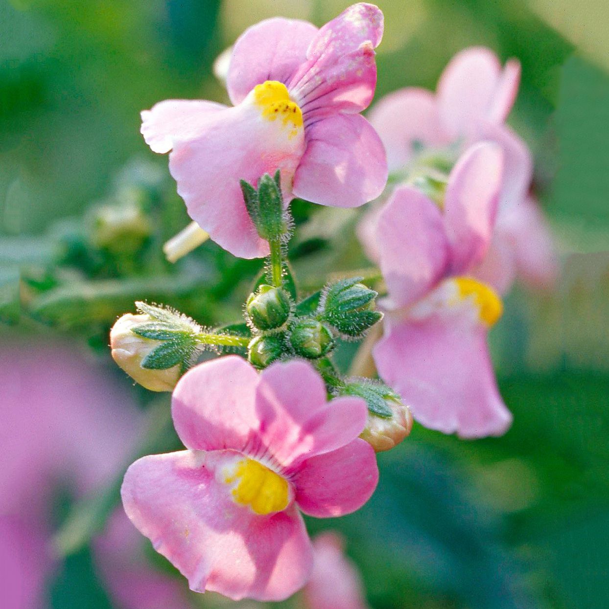 High quality Nemesia Flower seeds for Planting Fragrant Blossoms, Heirloom & GMO Free Seeds for Home Garden seeds pack