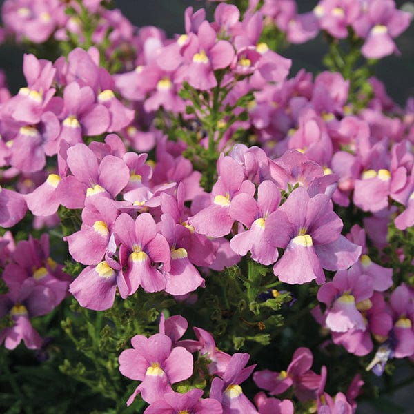 Nemesia Flower seeds for Planting Fragrant Blossoms, Heirloom & GMO Free Seeds for Home Garden seeds for planting