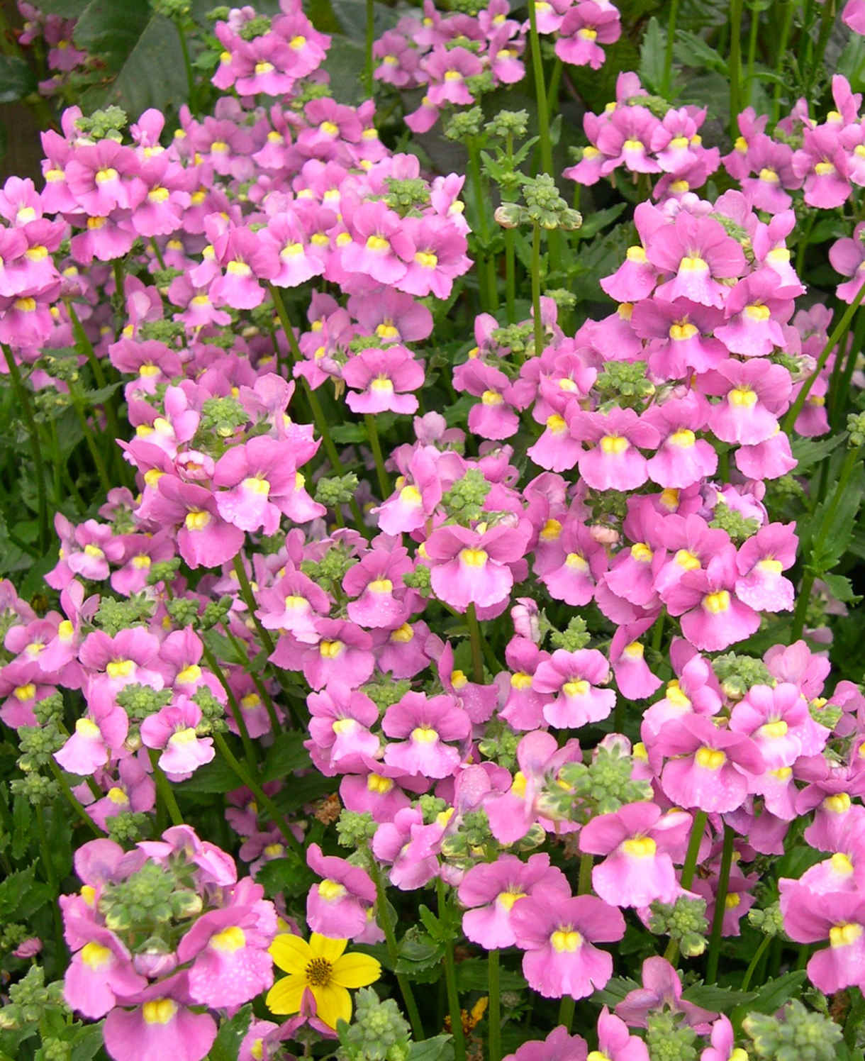 Premium Nemesia Flower seeds for Planting Fragrant Blossoms, Heirloom & GMO Free Seeds for Home Garden seeds