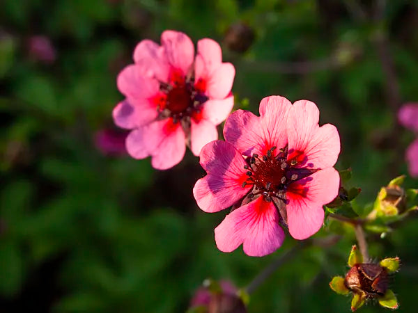 Premium Pink Cinquefoil Flower seeds for Planting Hardy Variety, Heirloom & GMO Free Seeds for Home Garden seeds