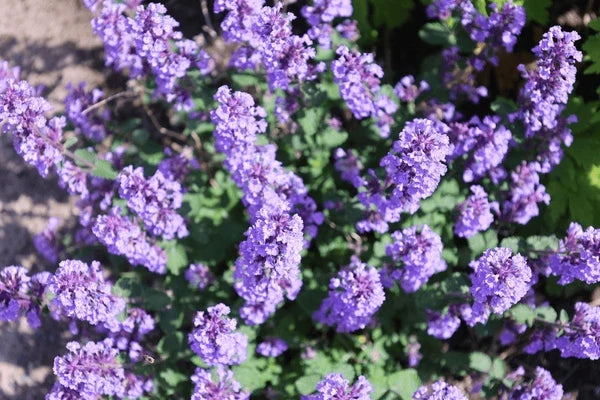 Blue Catmint Flower Seeds for Planting Heirloom, Non GMO, High Germination Organic Garden Seeds vegetable and garden seeds