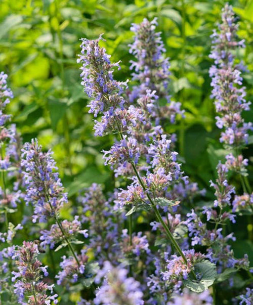 Premium Blue Petromarula Pinnata Flower seeds for Planting Wildflower Mix, Heirloom & GMO Free Seeds for Home Garden seeds