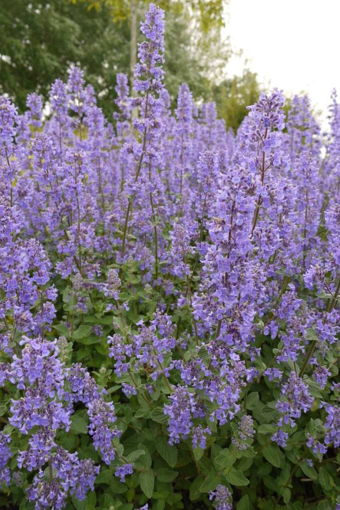 Blue Petromarula Pinnata Flower seeds for Planting Wildflower Mix, Heirloom & GMO Free Seeds for Home Garden vegetable and garden seeds