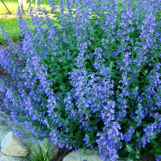Nepeta mussinii Silvery Green Aromatic Foliage Close-Up