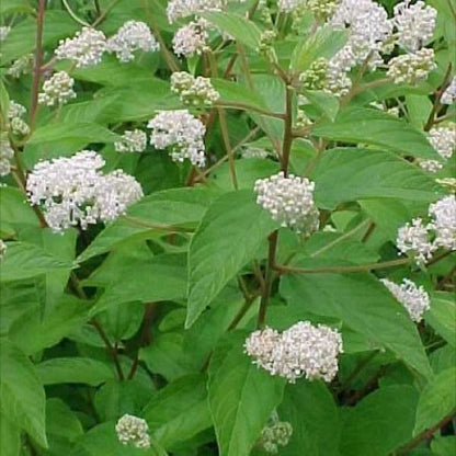 White New Jersey Tea Shrub Attracting Hummingbirds in Garden