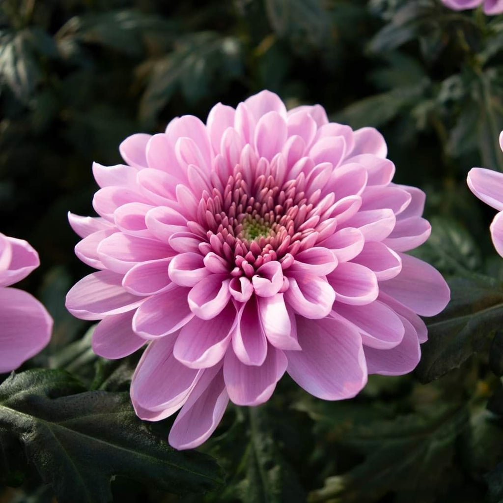High quality Light Pink Green Chrysanthemum Flower seeds for Planting Wildflower Mix, Heirloom & GMO Free Seeds for Home Garden seeds pack