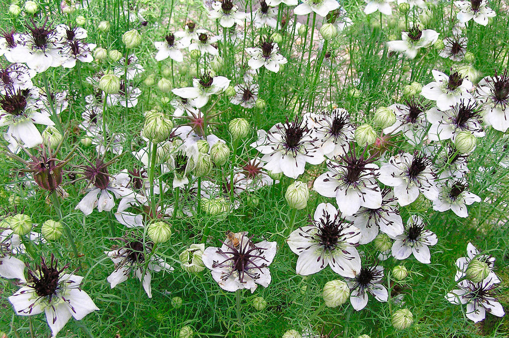 High quality White Nigella African Flower seeds for Planting Shade Tolerant, Heirloom & GMO Free Seeds for Home Garden seeds pack