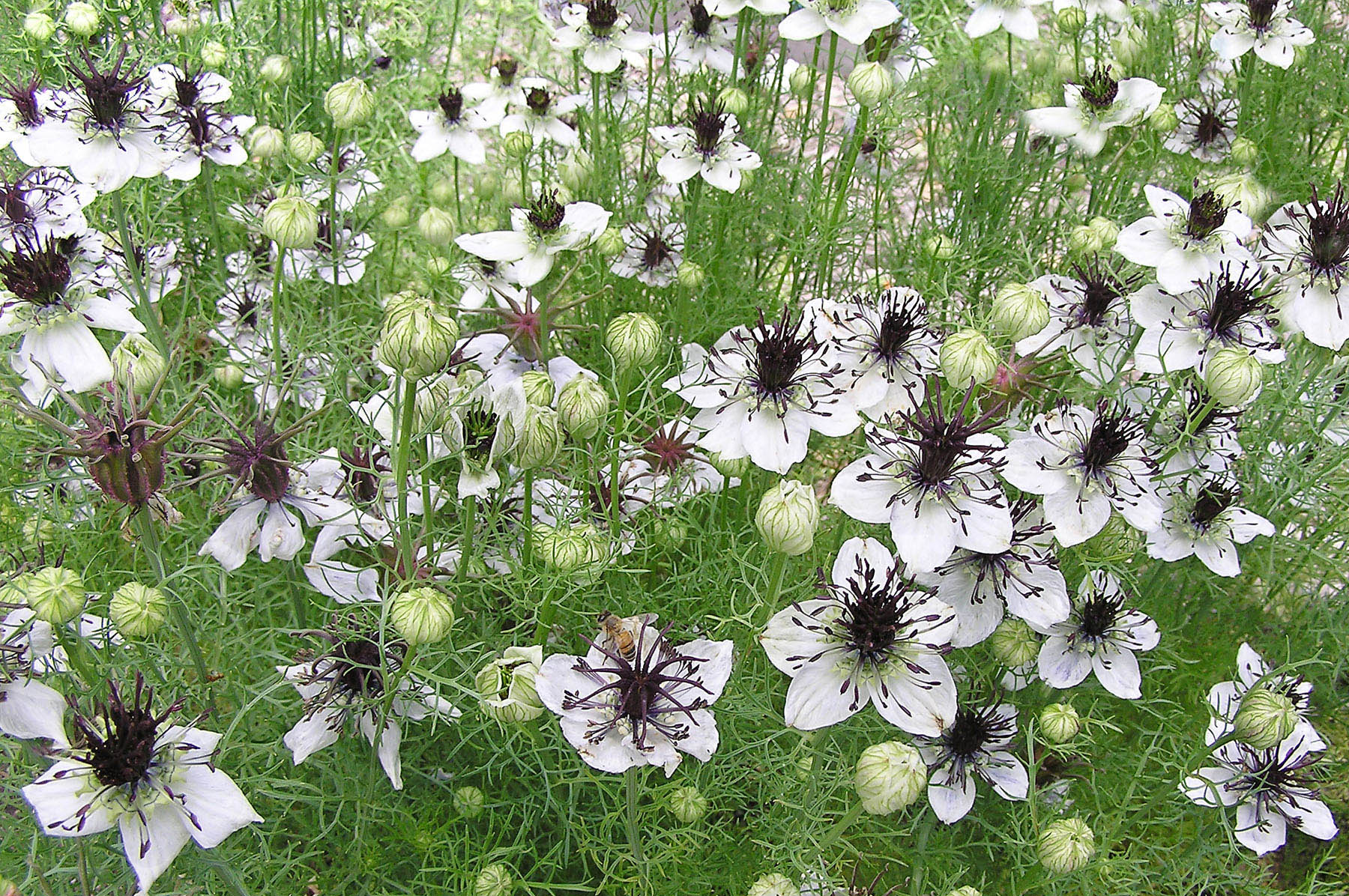 High quality White Nigella African Flower seeds for Planting Shade Tolerant, Heirloom & GMO Free Seeds for Home Garden seeds pack