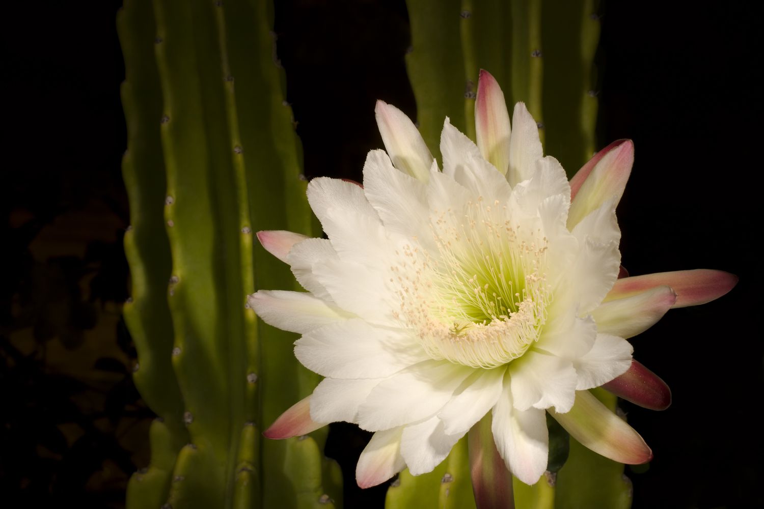 White Epiphyllum Oxypetalum Flower seeds for Planting Wildflower Mix Heirloom & GMO Free Seeds for Home Garden vegetable and garden seeds