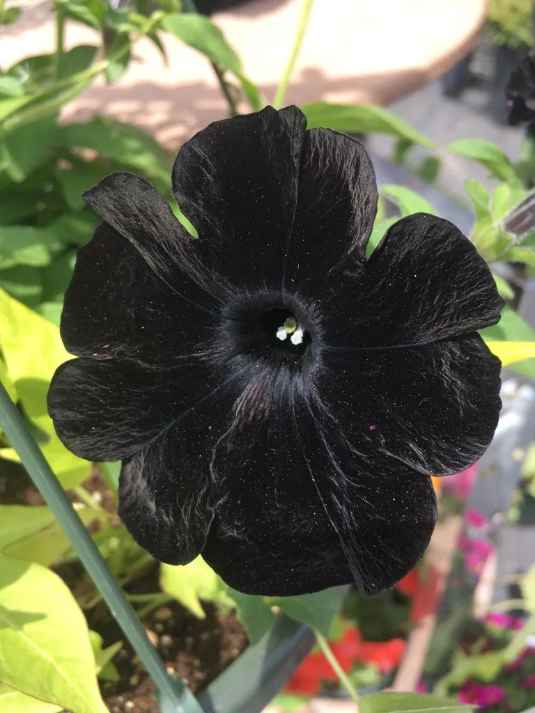 Black Velvet Flower seeds for Planting Vibrant Colors, Heirloom & GMO Free Seeds for Home Garden vegetable and garden seeds