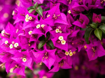 Bougainvillea Flower seeds for Planting Shade Tolerant Heirloom & GMO Free Seeds for Home Garden