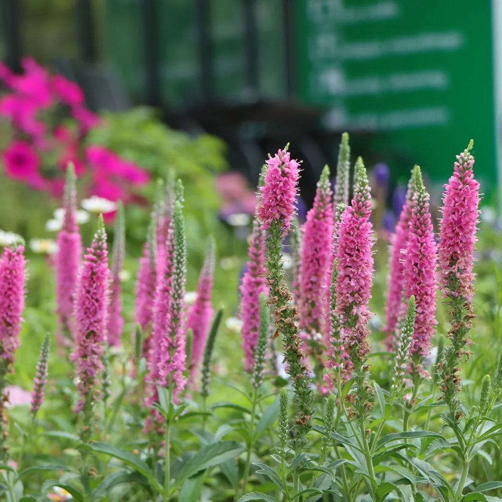 Pink Veronica Flower seeds for Planting Vibrant Colors, Heirloom & GMO Free Seeds for Home Garden vegetable and garden seeds