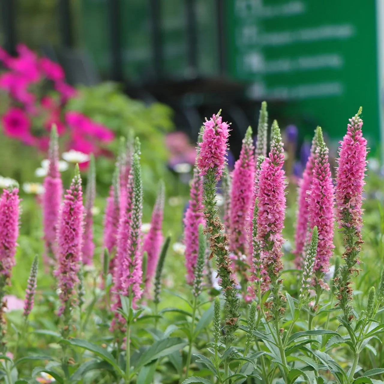 Pink Veronica Flower seeds for Planting Vibrant Colors, Heirloom & GMO Free Seeds for Home Garden vegetable and garden seeds
