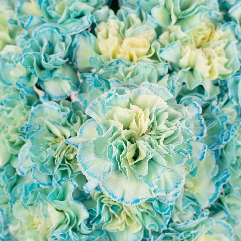 Sky Blue Carnation Flower seeds for Planting Compact Growth, Heirloom & GMO Free Seeds for Home Garden vegetable and garden seeds
