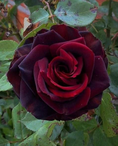 Hybrid Tea Rose Flower seeds for Planting Low Maintenance Heirloom & GMO Free Seeds for Home Garden