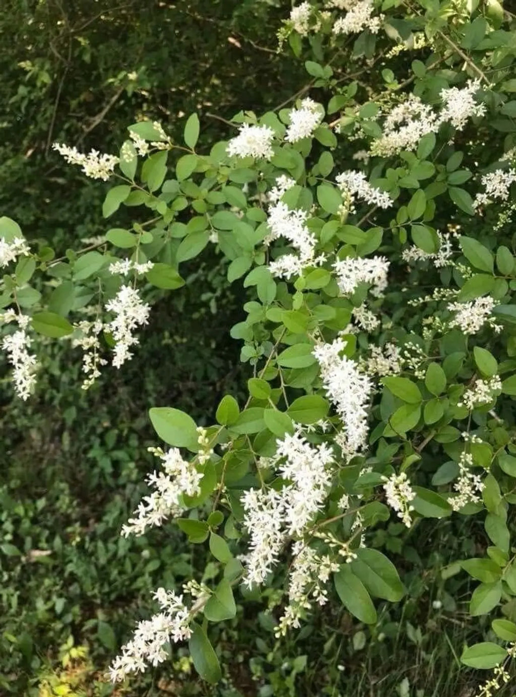 White Ligustrum Flower seeds for Planting Fragrant Blossoms, Heirloom & GMO Free Seeds for Home Garden vegetable and garden seeds