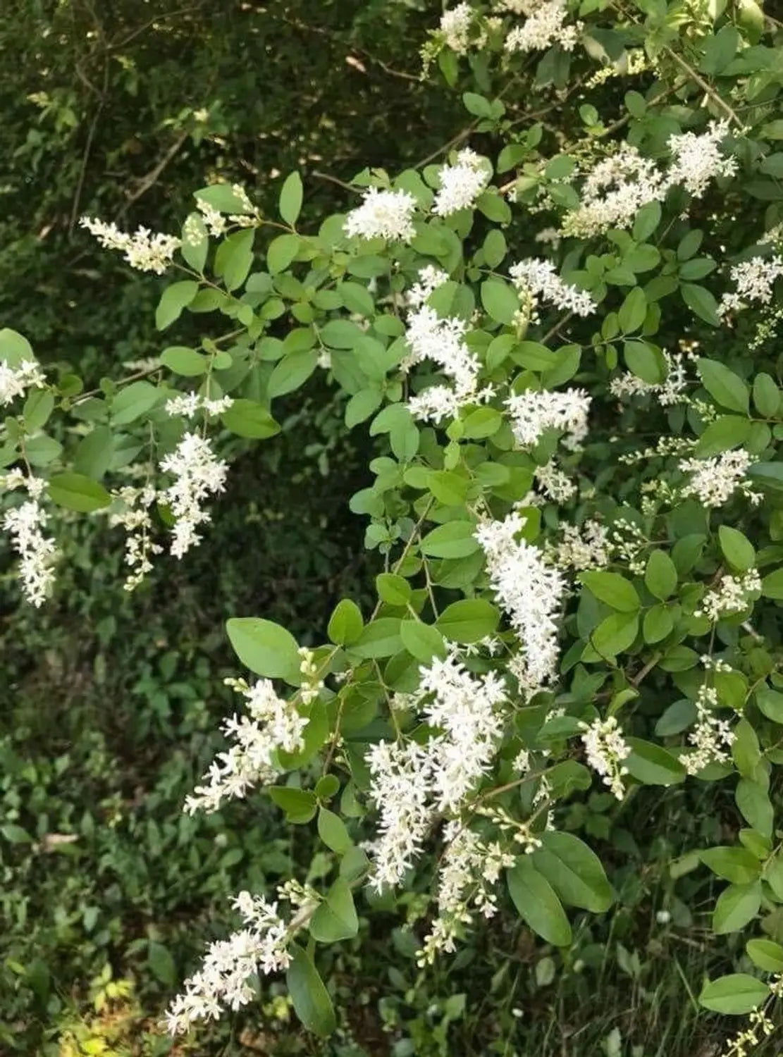 White Ligustrum Flower seeds for Planting Fragrant Blossoms, Heirloom & GMO Free Seeds for Home Garden vegetable and garden seeds