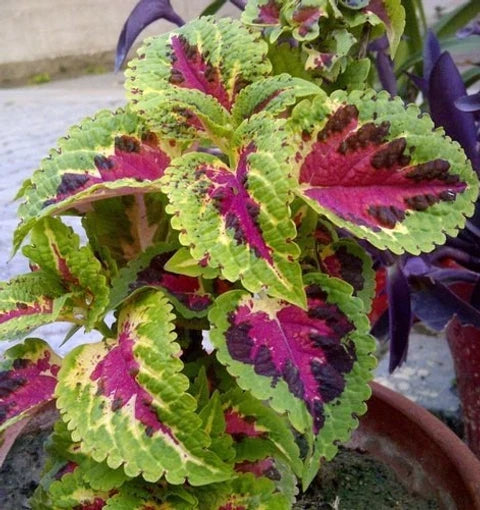 High quality Yellow Red Coleus Flower seeds for Planting Long Bloom Season, Heirloom & GMO Free Seeds for Home Garden seeds pack