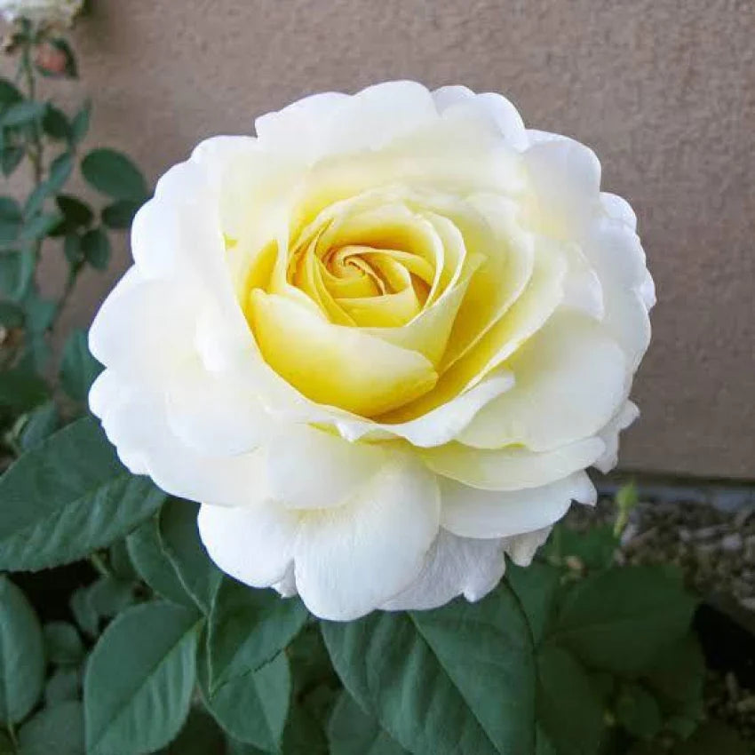White Yellow Rose Flower seeds for Planting Low Maintenance, Heirloom & GMO Free Seeds for Home Garden seeds for planting