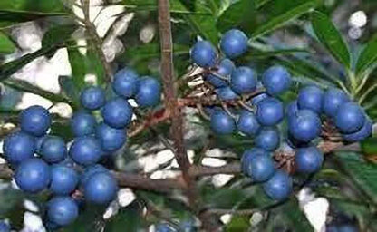 Rudraksha Seeds For Planting: Sacred Spiritual Growth And Garden Harmony