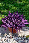 Tradescantia Pallida Flower seeds for Planting Colorful Display, Heirloom & GMO Free Seeds for Home Garden seeds for planting