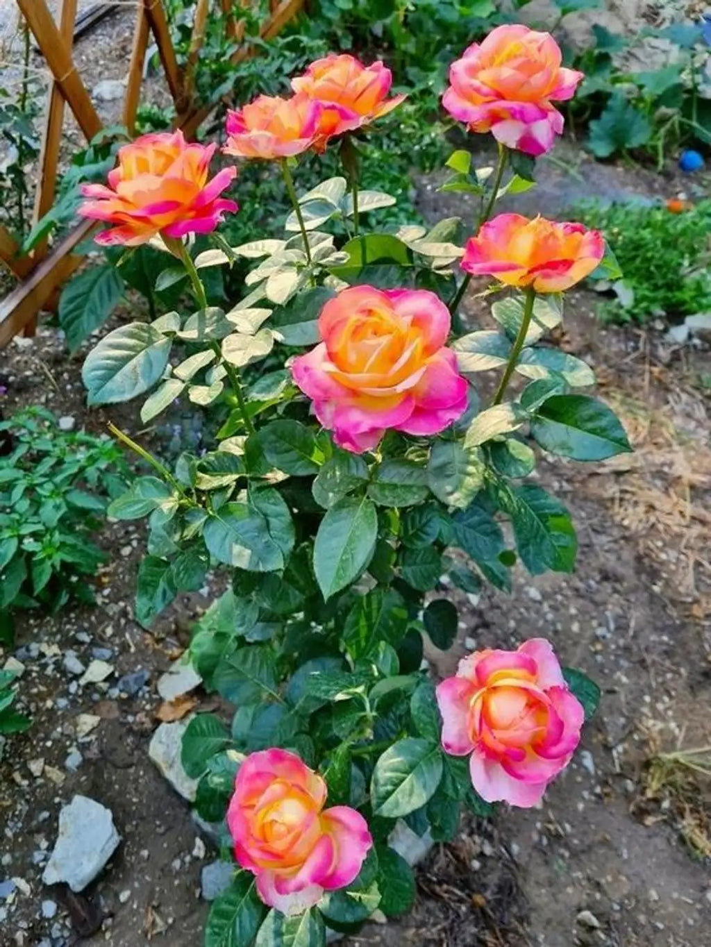 Premium Tricolour Rose Standard Flower seeds for Planting Colorful Display, Heirloom & GMO Free Seeds for Home Garden seeds