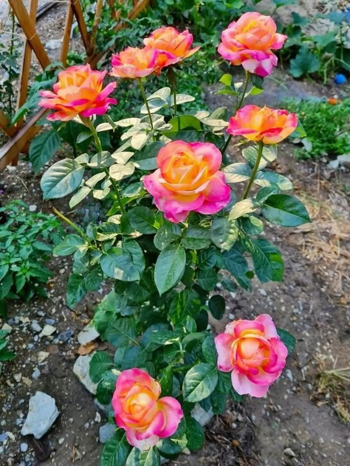 Premium Tricolour Rose Standard Flower seeds for Planting Colorful Display, Heirloom & GMO Free Seeds for Home Garden seeds