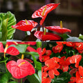 Anthurium Flower seeds for Planting Fragrant Blossoms, Heirloom & GMO Free Seeds for Home Garden seeds for planting