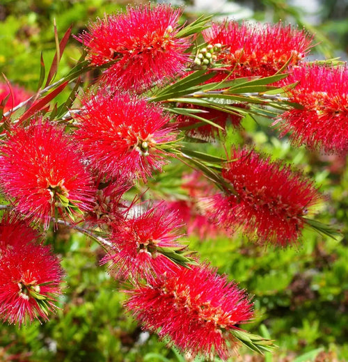 Premium Brush Flower seeds for Planting Drought Tolerant, Heirloom & GMO Free Seeds for Home Garden seeds