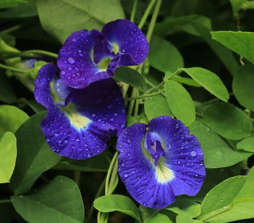 Clitoria Flower seeds for Planting Seasonal Bloomer, Heirloom & GMO Free Seeds for Home Garden seeds for planting