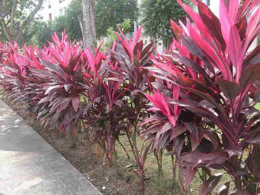 Cordyline Rubra Flower seeds for Planting Wildflower Mix, Heirloom & GMO Free Seeds for Home Garden vegetable and garden seeds