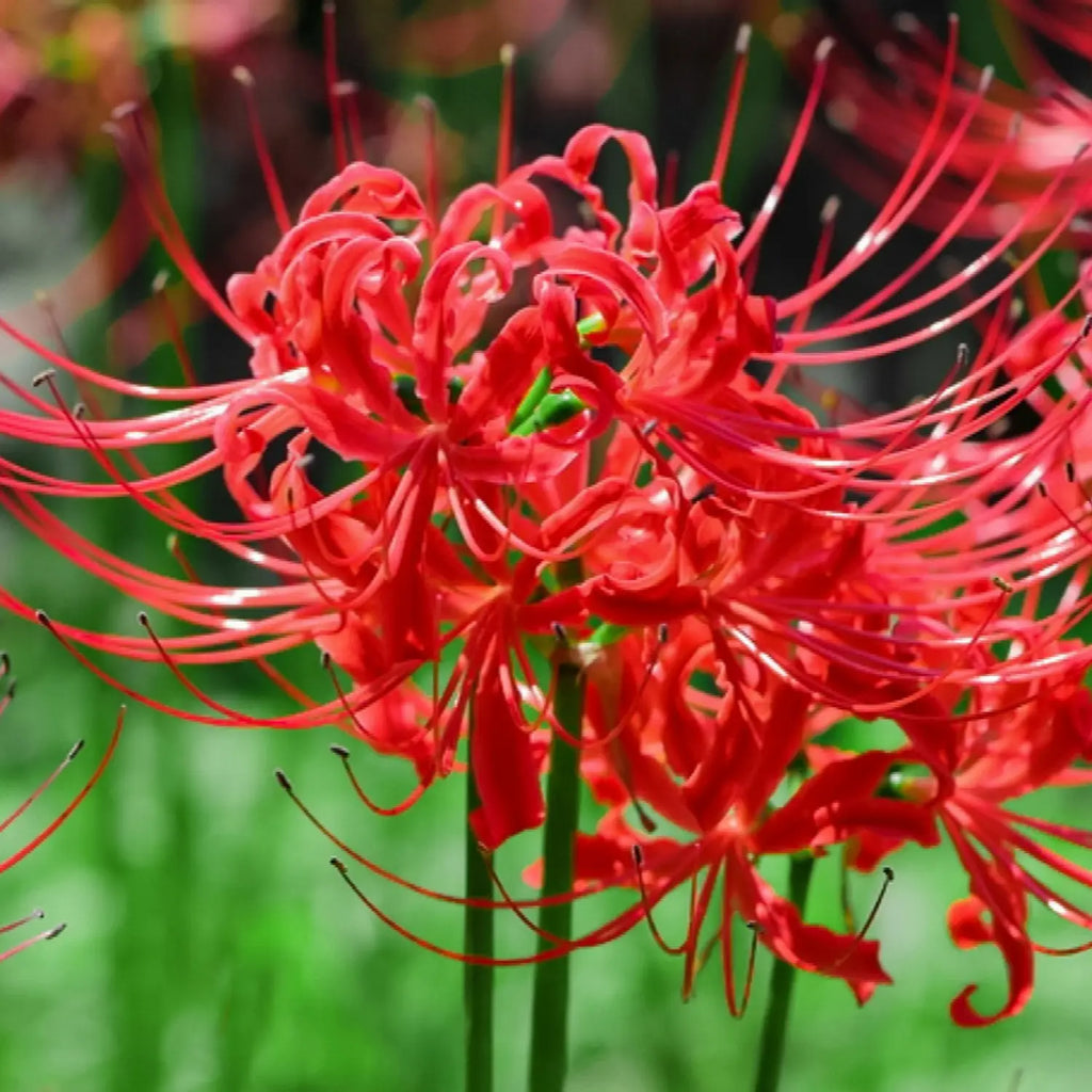 Lycoris Flower seeds for Planting Compact Growth, Heirloom & GMO Free Seeds for Home Garden seeds for planting
