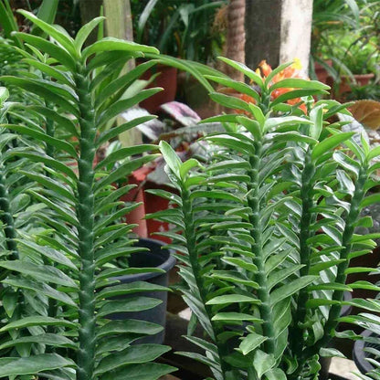 Green Pedilanthus Flower seeds for Planting - Garden Favorite, Heirloom & GMO Free Seeds for Home Garden