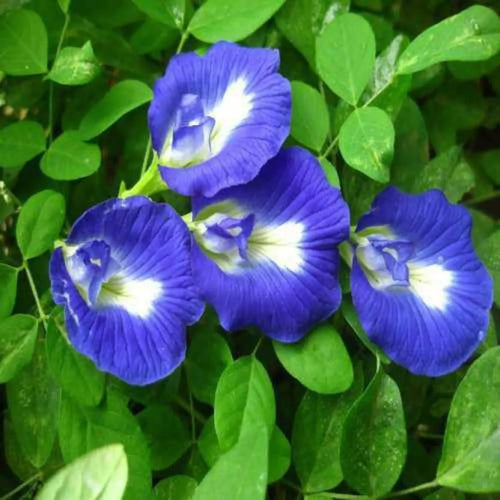 Premium Clitoria Flower seeds for Planting Seasonal Bloomer, Heirloom & GMO Free Seeds for Home Garden seeds