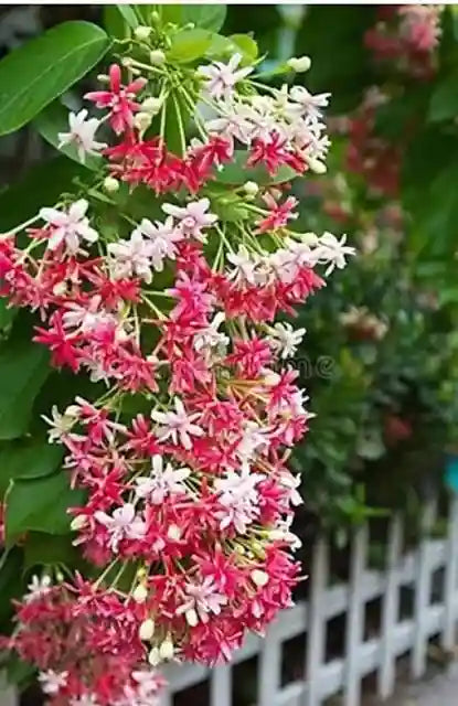 Premium Quispualis Indica Flower seeds for Planting Cut Flower Favorite, Heirloom & GMO Free Seeds for Home Garden seeds